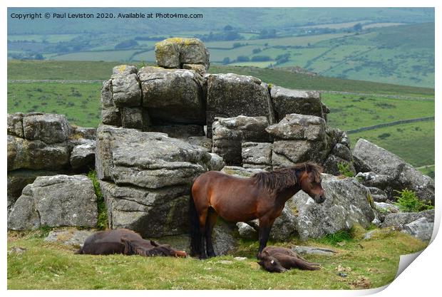 Dartmoor Pony's  Print by Paul Leviston