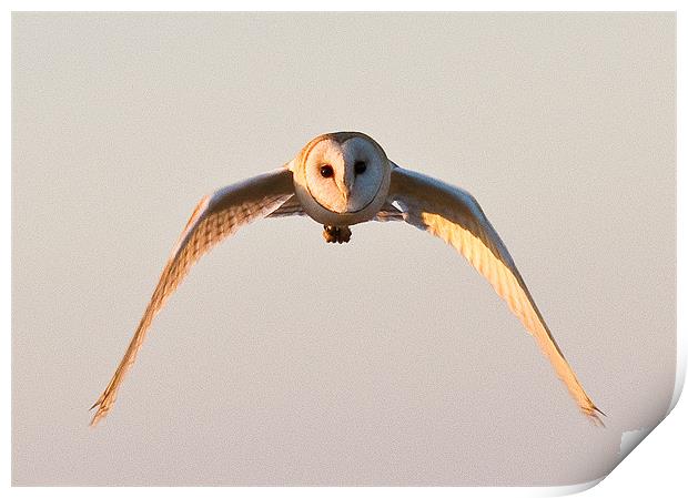 Owl in flight Print by Will Black
