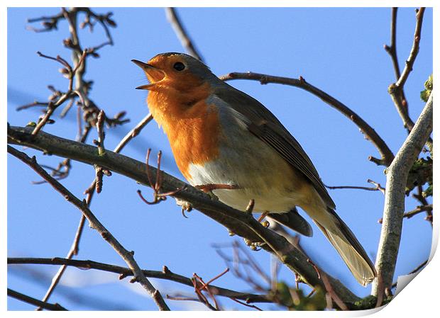 Vocal Robin Print by Will Black