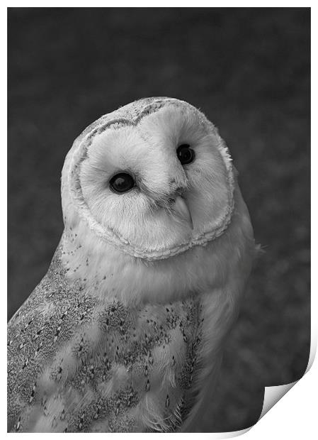 Barn Owl Print by Will Black