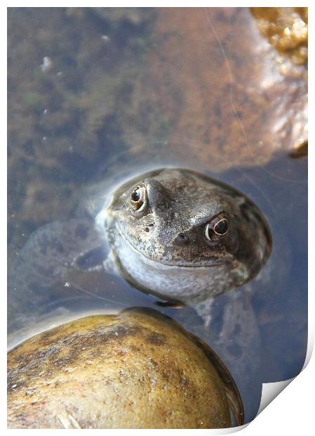  Happy little Toad Print by Will Black