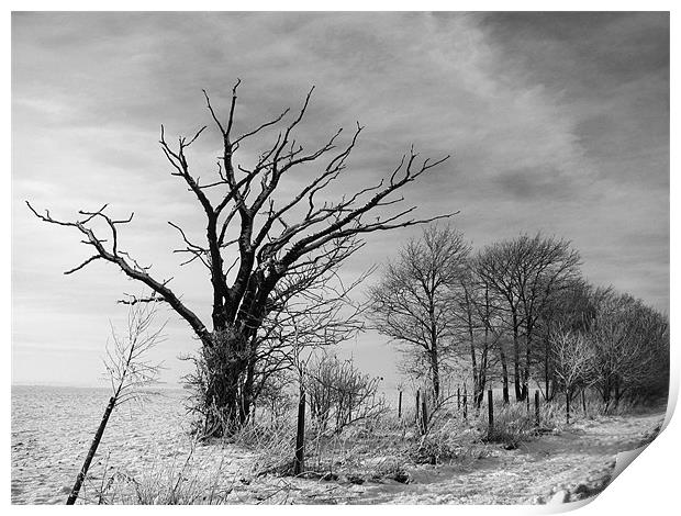 Snowy Tree Print by Will Black