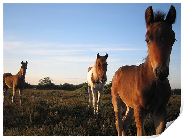 New Forest Ponies Print by andrew sessions
