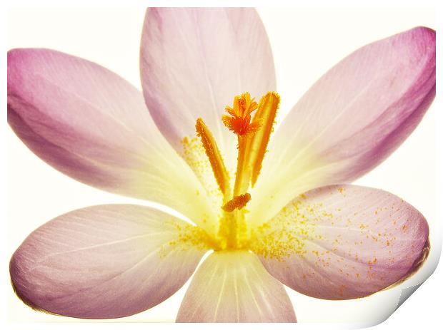 Crocus Close Up Print by graham young