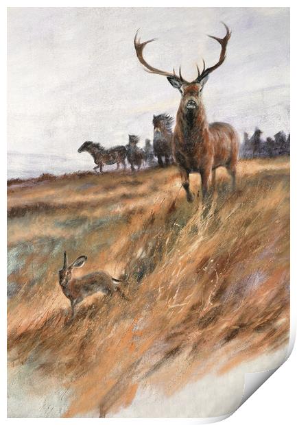 Majestic Exmoor Wildlife Print by graham young