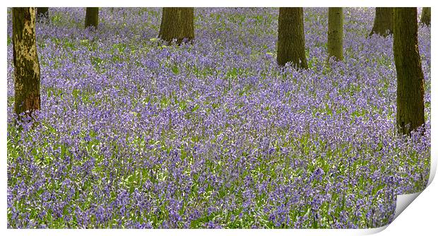 Dockey Wood Bluebells Print by graham young