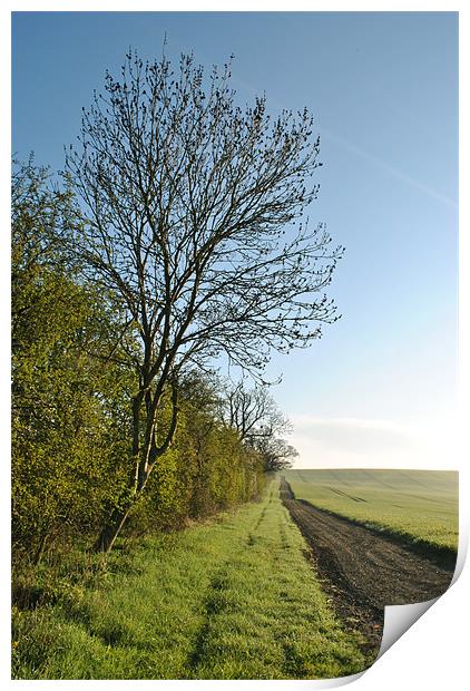 A Spring Hedgerow Print by graham young