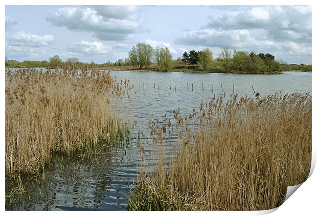 Willen Lake, North Print by graham young