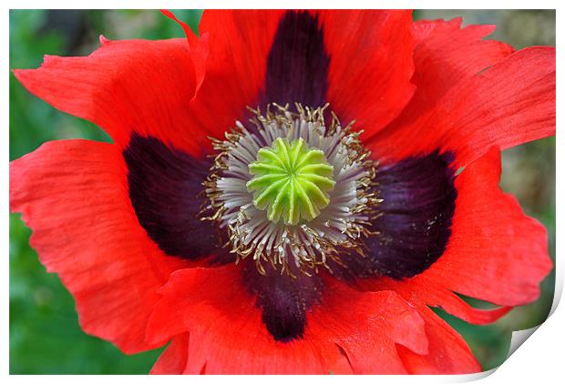 Ornamental Poppy Print by graham young