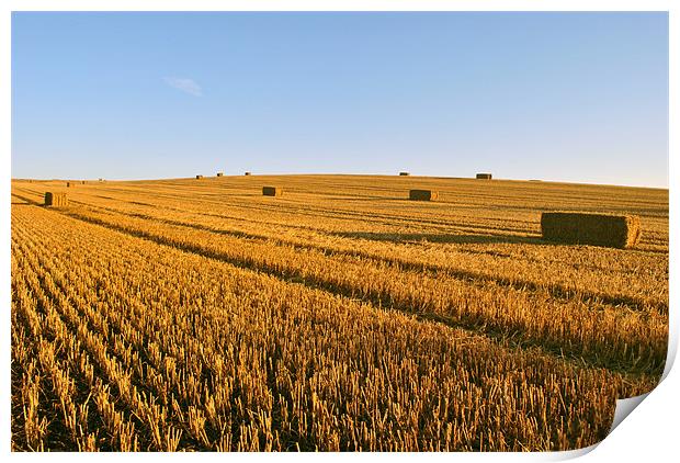 The Stubble Field Print by graham young