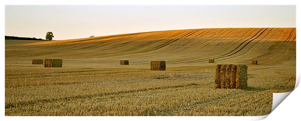 Golden Harvest Print by graham young