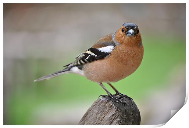 Chaffinch Print by graham young
