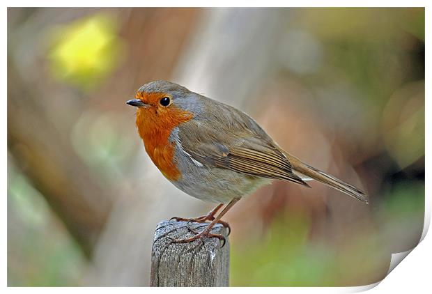 Robin Print by graham young