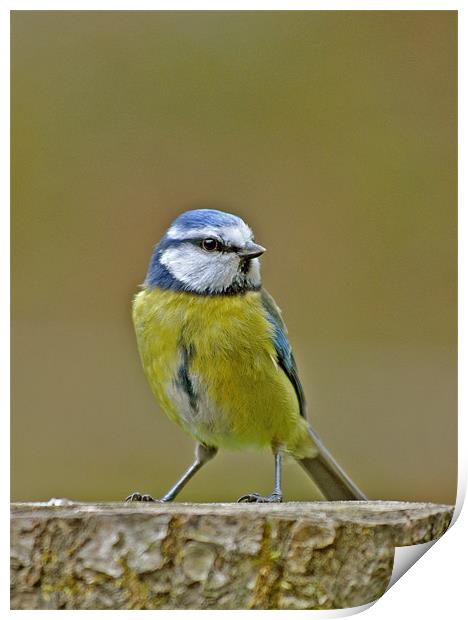 Blue Tit Print by graham young