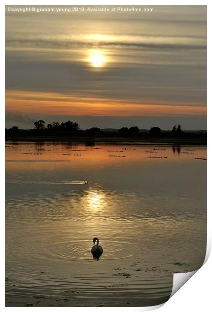Swan at Sunset Print by graham young