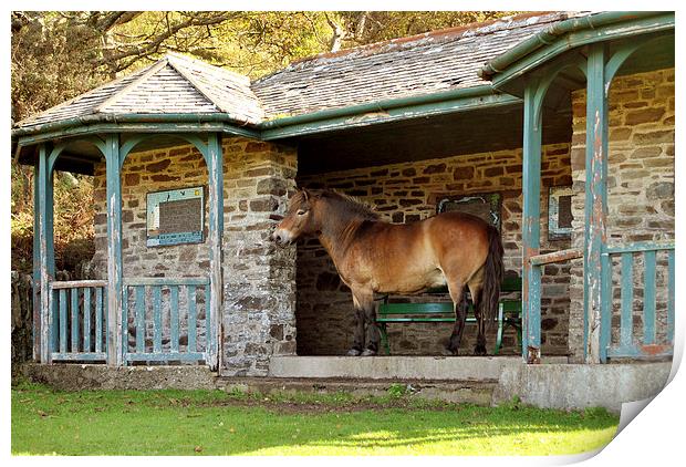 Gimme Shelter  Print by graham young