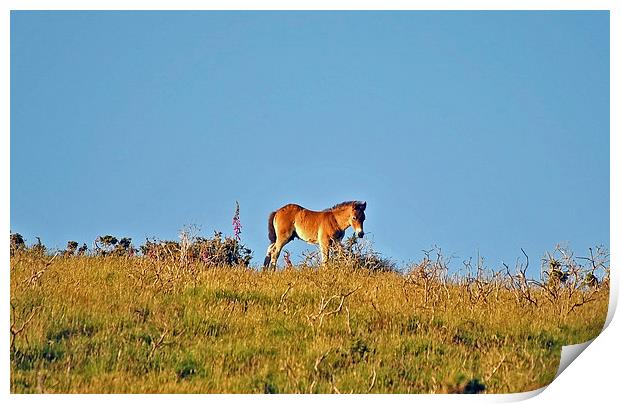 Exmoor Foal  Print by graham young