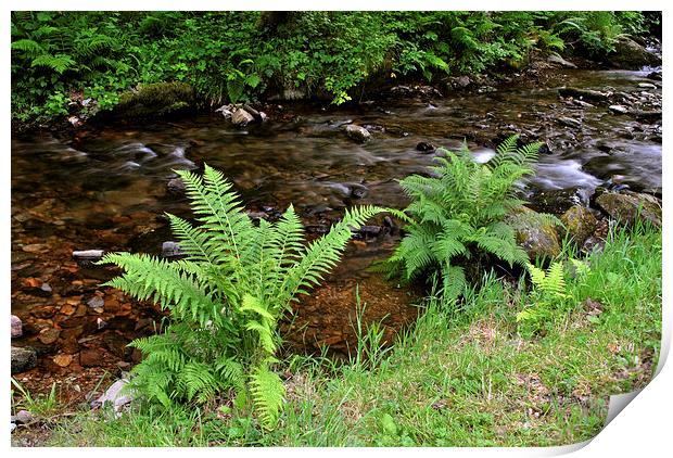 Ferns Beside The Stream  Print by graham young