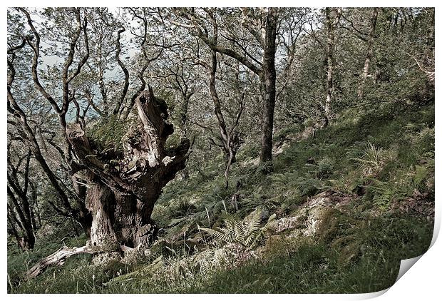 The Old Oak Tree  Print by graham young