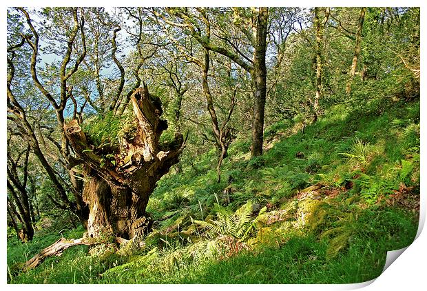 The Ancient Oak  Print by graham young