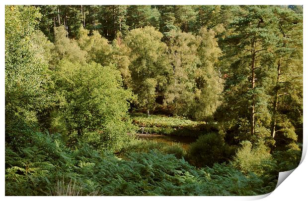 Rushmere Country Park  Print by graham young