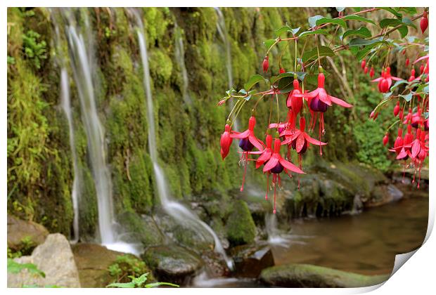 Fuschia and Waterfall  Print by graham young