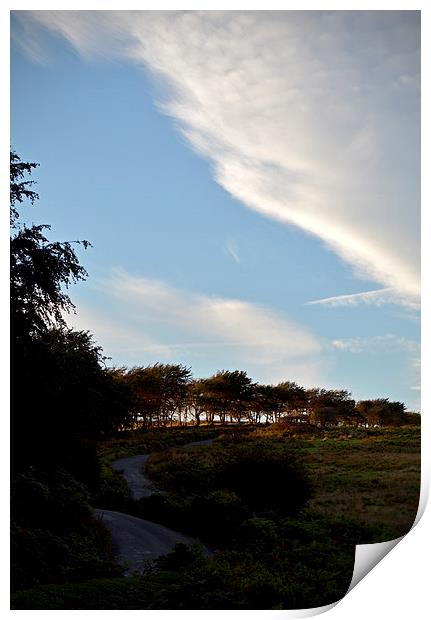 Exmoor Treeline  Print by graham young