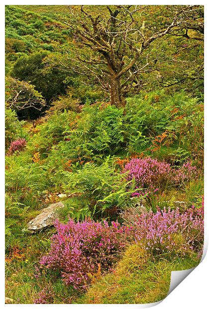 Exmoor Heather  Print by graham young