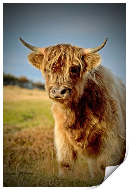 Highland Cattle Print by graham young