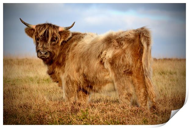 Highland Cow Print by graham young