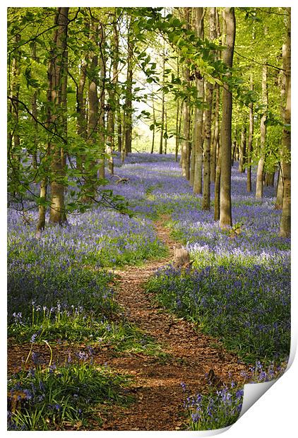The Bluebell Path Print by graham young