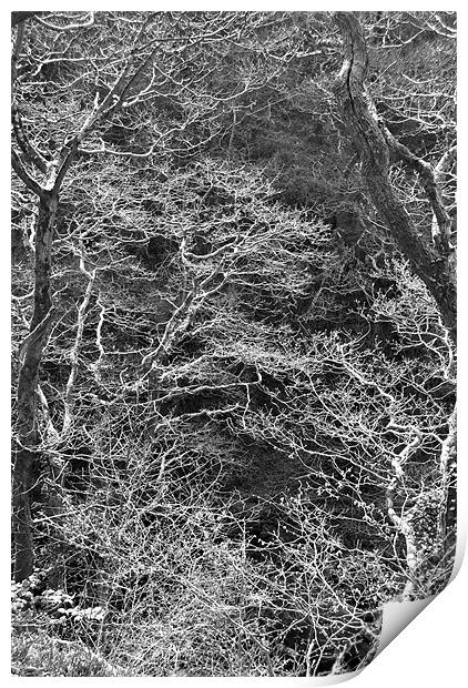 winter trees Print by graham young