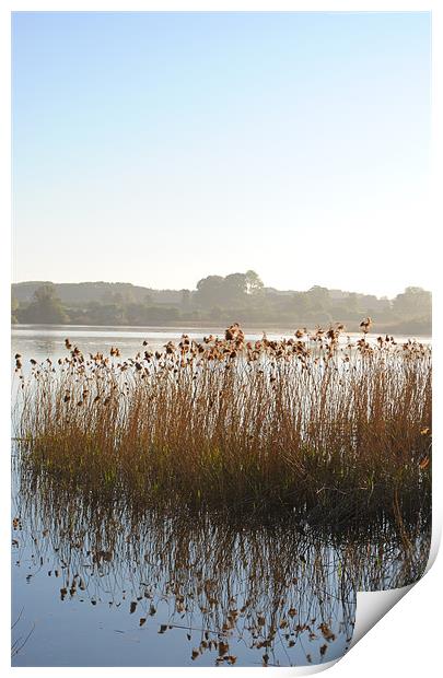Reedbeds on Marsworth Reservoir Print by graham young