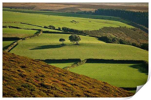 Exmoor Print by graham young