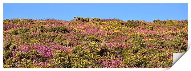 Heather and Gorse Print by graham young