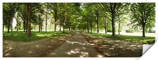 The Avenue, Cassiobury Park, Watford Print by graham young