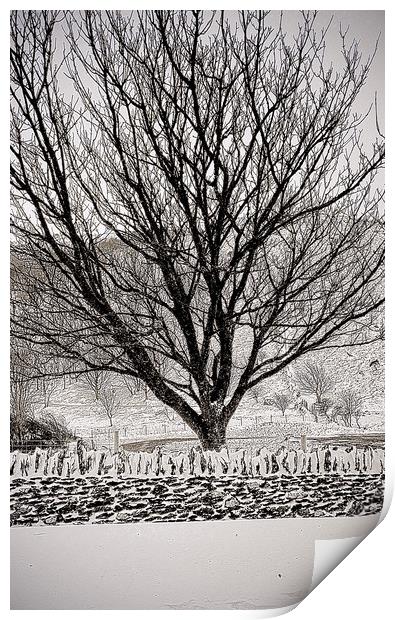 Tree in Snow Print by graham young