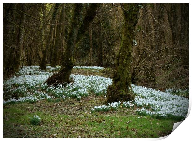 Snowdrop Valley Print by graham young