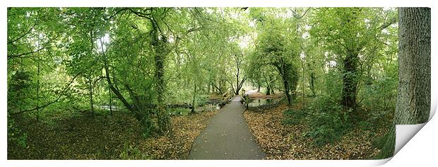 A Woodland Walk in Cassiobury Park Print by graham young