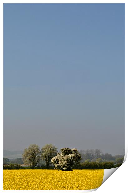 White Tree, Yellow Field, Blue Sky Print by graham young
