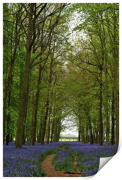 Bluebells and Beech Trees Print by graham young