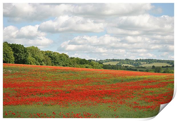 Poppy Field in the Chilterns Print by graham young