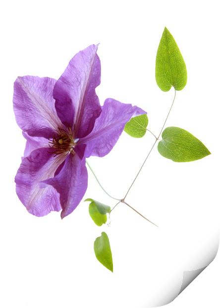 Blue Clematis  Print by graham young
