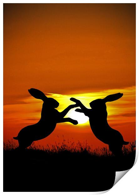 Mad March Hares at Sunset Print by graham young