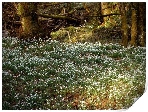 Enchanted Snowdrop Grove Print by graham young