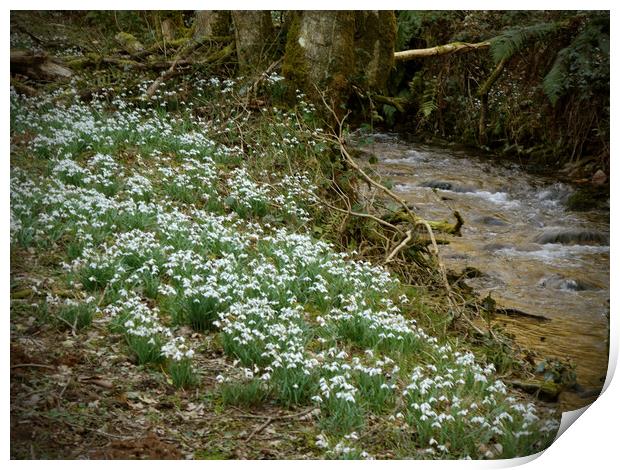 Snowdrops Beside a Woodland Stream Print by graham young