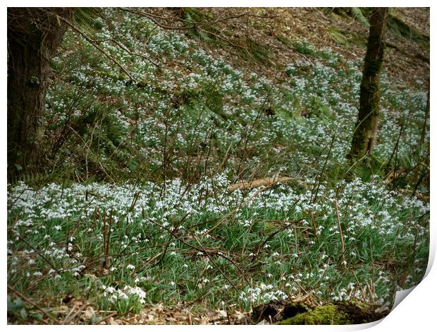 Enchanted Forest Snowdrops Print by graham young