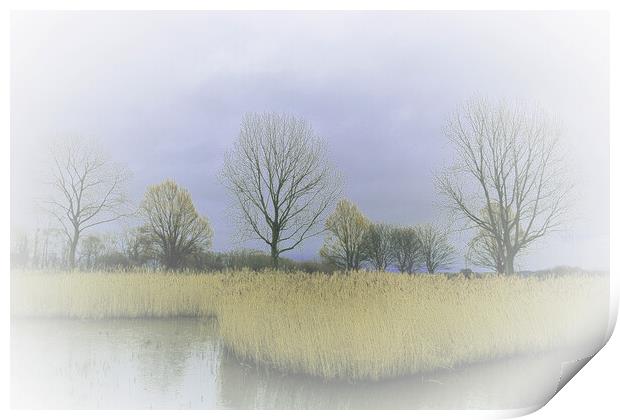 Winter Trees and Reeds 2 (please see my portfolio  Print by graham young