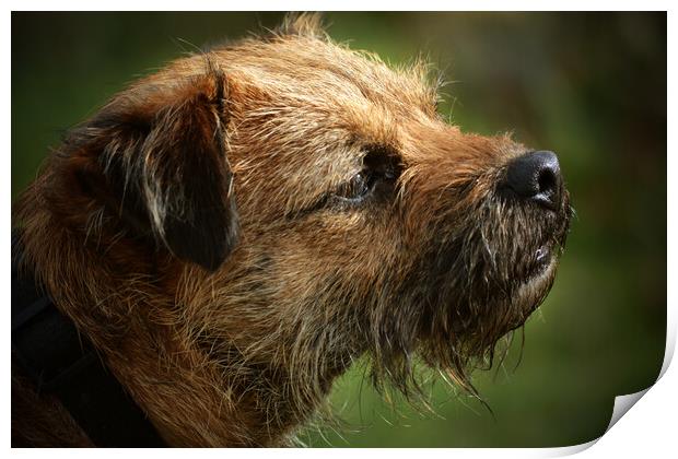 Border Terrier in Profile Print by graham young