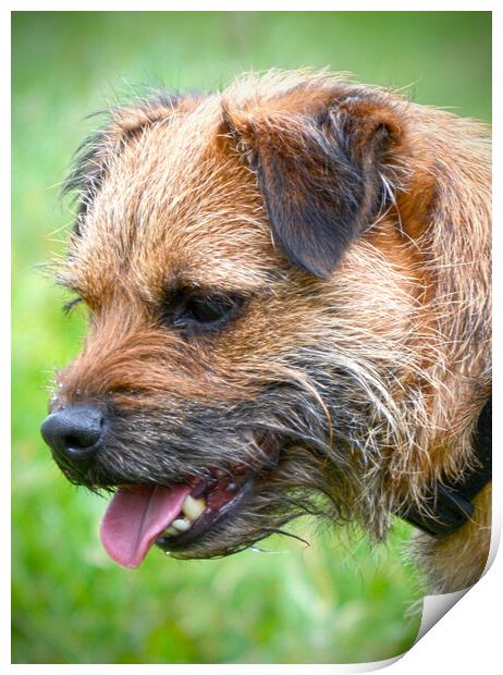 Adorable Border Terrier Your Loyal Companion Print by graham young